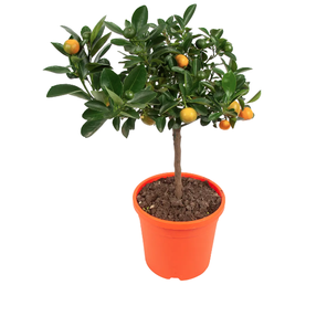 Цитрофортунелла Каламондин